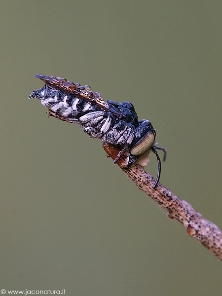 Imenottero appeso: Coelioxys sp M (Apidae Megachilinae)